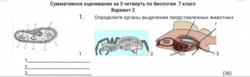 Определите органы выделения представленных животных.