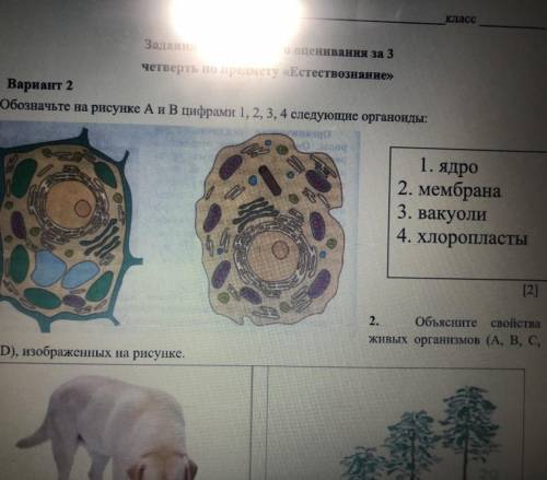 1. (b) Обозначьте на рисунке А и В цифрами 1, 2, 3, 4 следующие органоиды: 1. Ядро 2. мембрана 3. ва