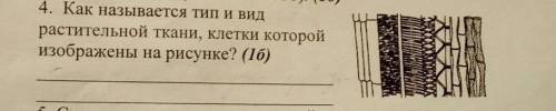 4. Как называется тип и видрастительной ткани, клетки которойизображены на рисунке? ​