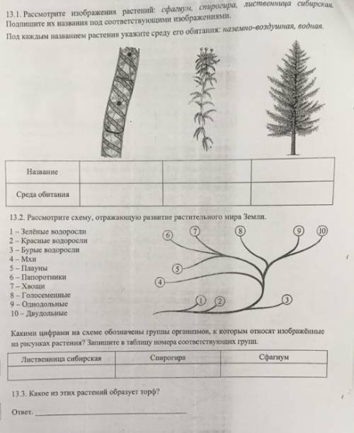 4. Известно что сфагнум болотный споровое растение образующее запасы ценного горючего ископаемого. И