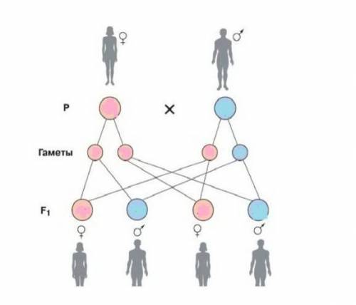 Заполните схему наследования мужского и женского пола​