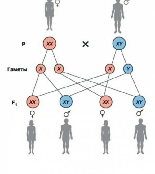 Заполните схему наследования мужского и женского пола​