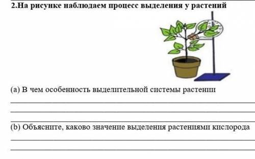 2.На рисунке наблюдаем процесс выделения у растений (а) В чем особенность выделительной системы раст