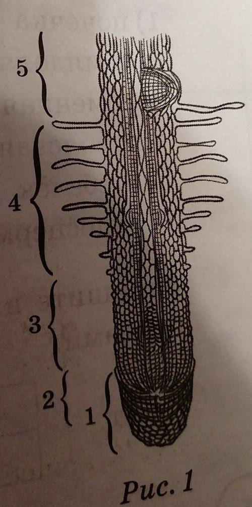 (3) 3.1. Рассмотрите рисунок внутреннего строения корня (рис. 1). Какая структуракорня обозначена на