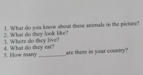 1. What do you know about these animals in the picture? 2. What do they look like? 3. Where do they