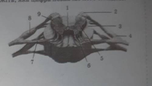 Розгляньте малюнок Будова спинного мозку та вкажіть, яка цифра позначає його складові.1) спинномоз