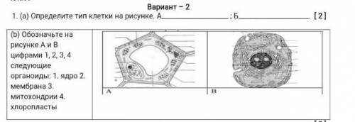 Люди хэлп 2 варианто а и б ​