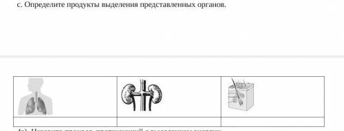 Определите продукты выделения представленных органов. ​