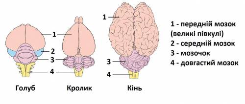 Завдання 3. Уважно розгляньте рис. 2. Зверніть увагу на складчасту будову мозочка птаха і ссавців, в