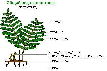 З чого складається жіноча папороть​