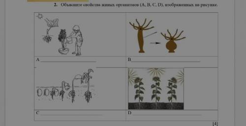 2. Объясните свойства живых организмов (А, В, С, D), изображенных на рисунке.​