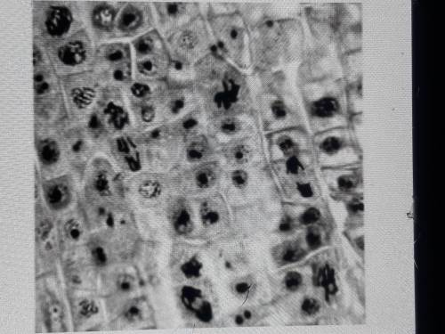 Я рисунке показаны клетки растущего кончика корня Некоторые из этих клеток делятся.Назовите в делени