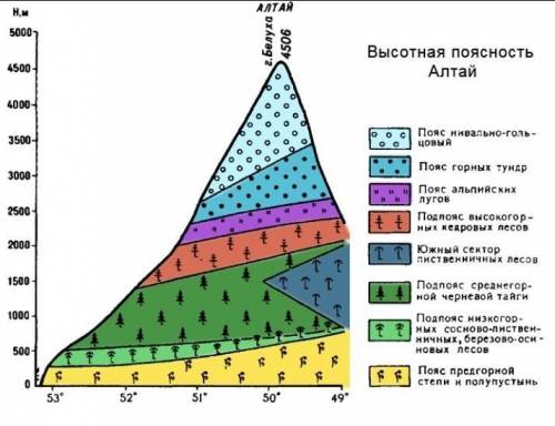 Назовите по схеме «Высотная поясность Алтая» природную зону,расположенную у подножья​