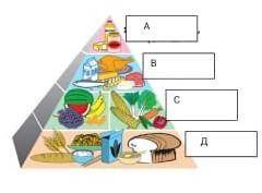 текст на рисунке показана пирамида полного питания организма в ряды Назовите продукты и вещества вхо