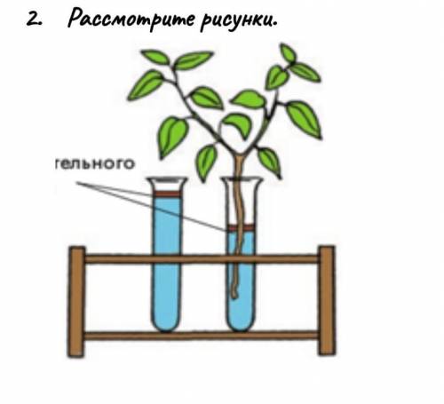 Объясните процесс, происходящий  по рисунку В ?​