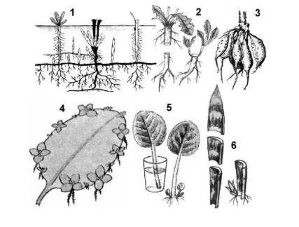 Задание 2. «Размножение корнями и листьями» Рассмотрите рисунок и ответьте на вопросы: [ ФОТО ] 1.
