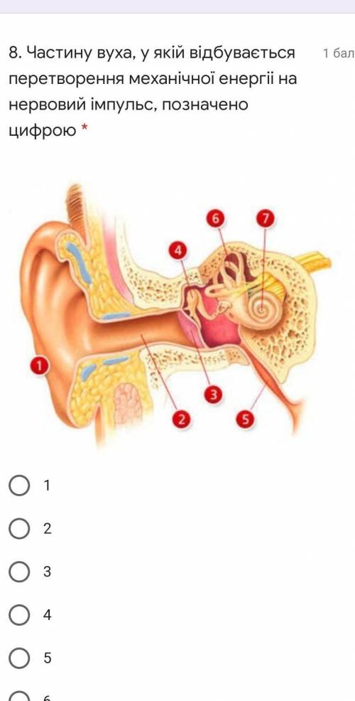 Частину вуха, у якій відбувається перетворення механічної енергіі на нервовий імпульс,​