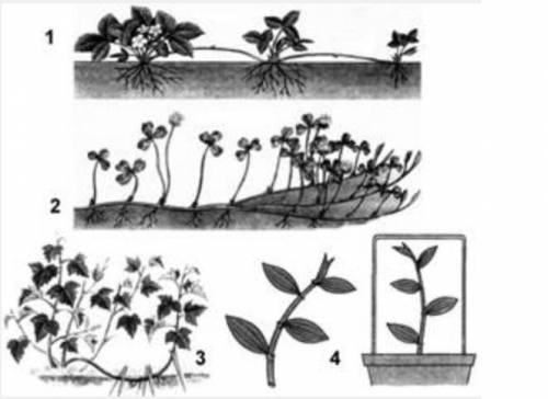 Задание 3. «Размножение надземными побегами» Рассмотрите рисунок и ответьте на вопросы: 1. Какие раз
