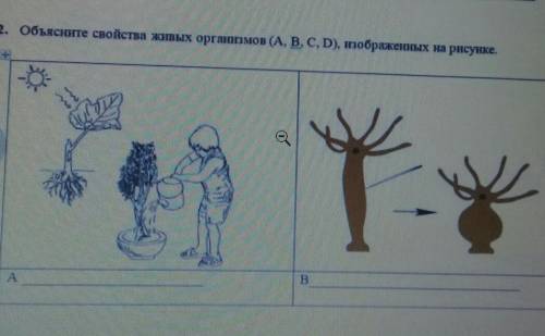 2. объясните свойства живых организмов (А, В, С, D). изображенных на рисунке нужно чем можете!)​
