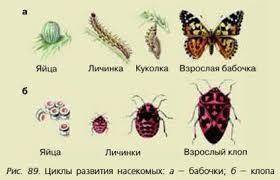 1А. Объясните свойства живых организмов (А, В, С, D), изображенных на рисунке.