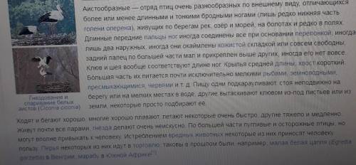 1) На примере Аиста расскажите о припособленности аистообразных к среде обитания. 2) Каковы особенно