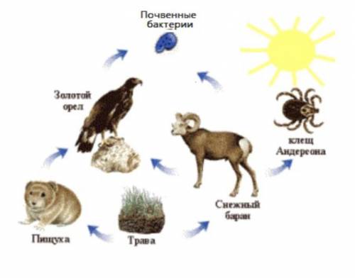 В представленном на рисунке сообществе можно выделить (впиши только число)трофических уровня; консум