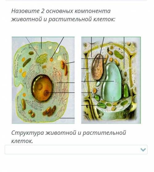 Назовите 2 основных компонента животной и растительной клеток: Структура животной и растительной кле