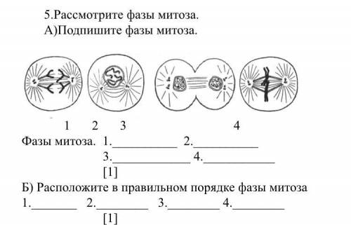 Рассмотрите фазы митоза, подпишите фазы митоза