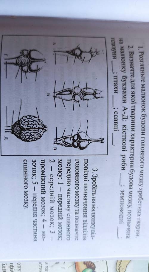 1. Розгляньте малюнок будови головного мозку хребетних тварин. 2. Визначте для якої тварини характер
