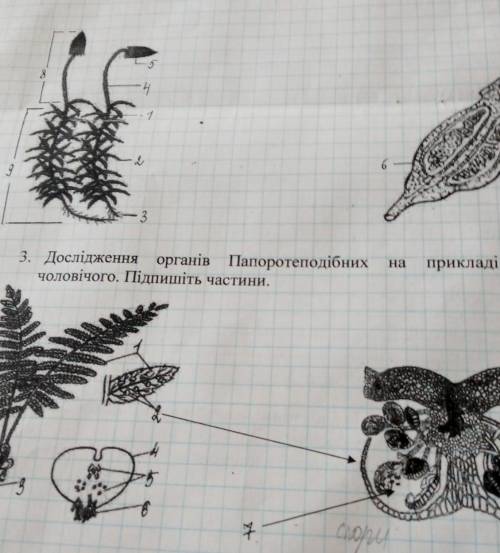 Что это на позначках? 1 рисунок зозулин льон, 2 рисунок щитник чоловичий​