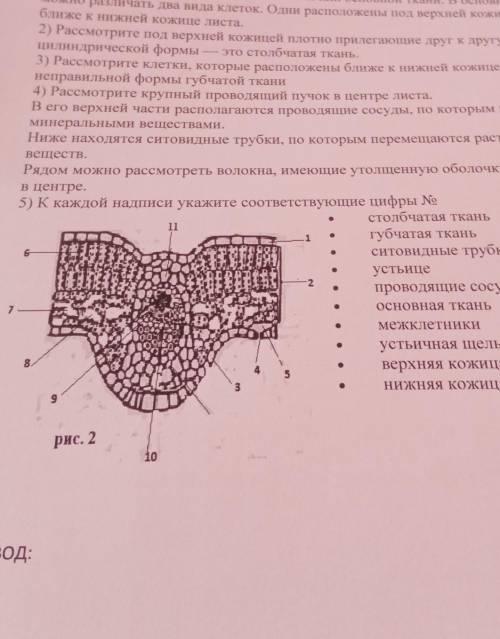 Рассмотрите микропорат поперечный срез листа камелии​