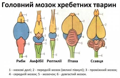 Завдання 1. Уважно розгляньте зображення головного мозку різних груп хребетних тварин. Зверніть уваг