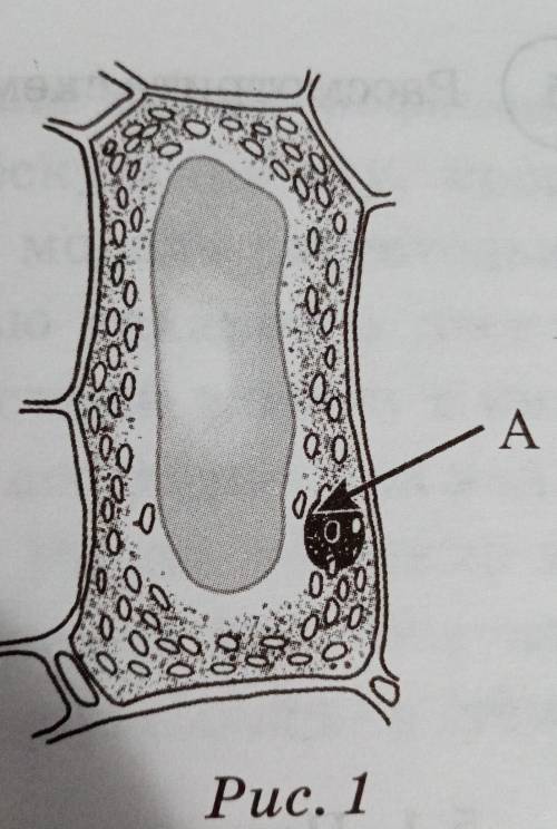 Рассмотрите рисунок растительной клетки. Какая структура клетки обозначенана рисунке буквой А?​
