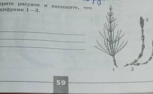 7.Рассмотрите рисунок и напишите, чтообозначено цифрами 1—3.123​