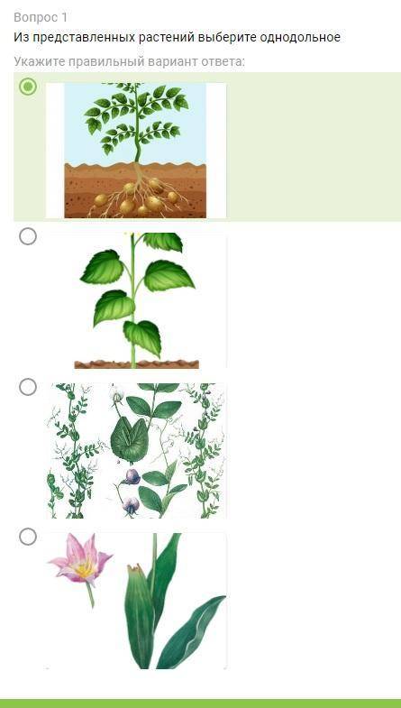 Из представленных растений выберите однодольное( 2 рисунок подсолнух, 4 тюльпан)