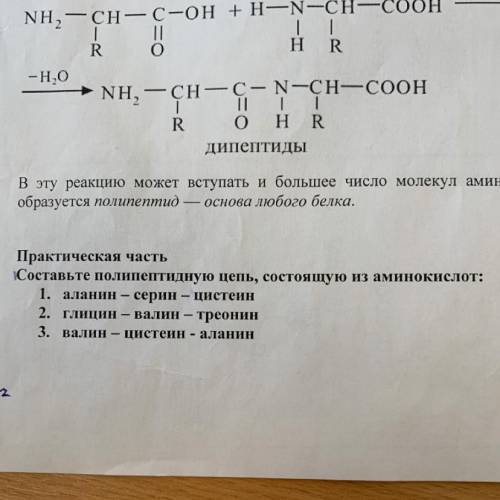 с практической частью составьте полипептидную цепь, состоящую из аминокислот: 1. аланин-серин-цистеи