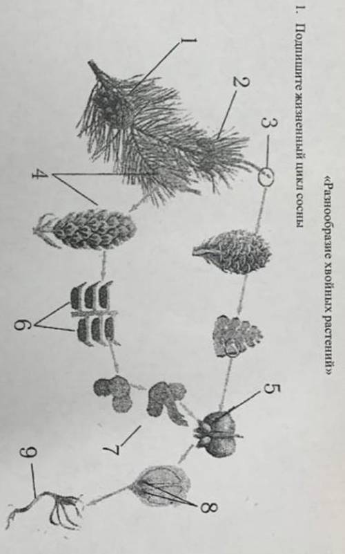 Подпишите жизненный цикл сосны: ​