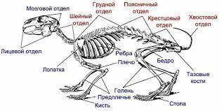 1) Назовите отделы скелета млекопитающих.​