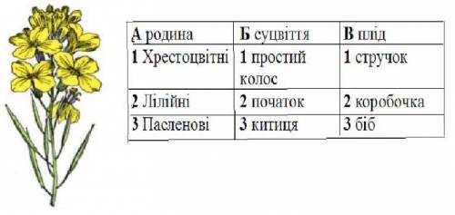 Семейство, соцветие, плод растения Нужно узнать семейство, соцветие и плод растения. Названия растен