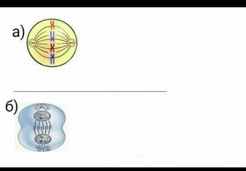 А) На рисунке показано митотическое деление клетки. Определите период митоза по картинкеб) На рисунк