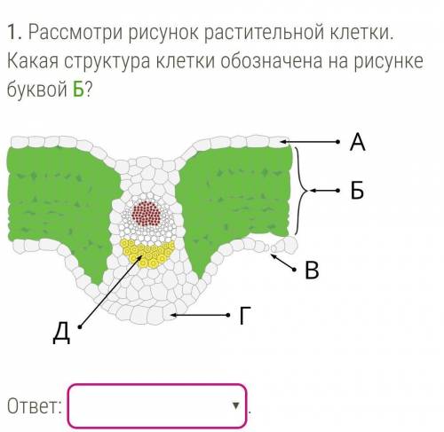 ЭТО ЖИЛКА ,УСТЬЕЦИ,КОЖИЦА или зелёные клетки ​