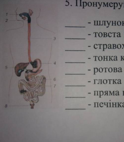 Прономеруй органи травлення людини​