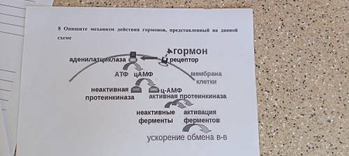 . Опишите механизм действия гормонов, представленный на данной схеме