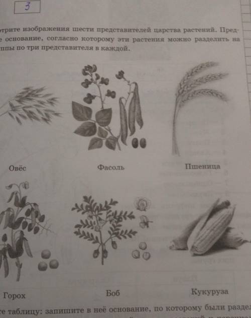 рассмотрите изображения шести представителей царства растений. Предложите основание, согласно которо