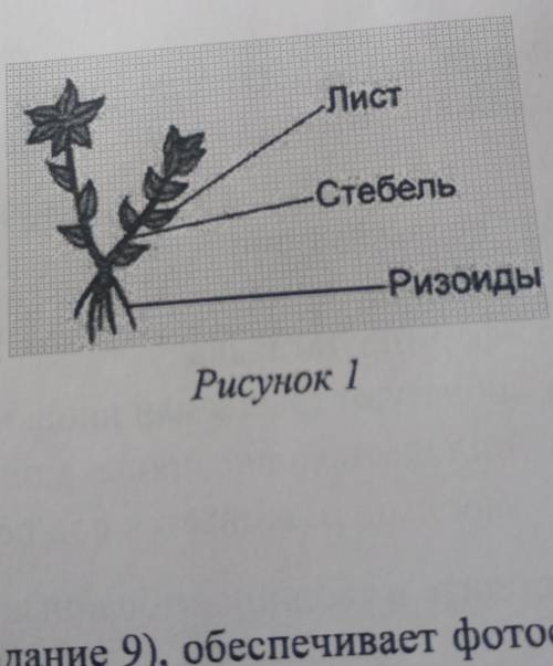 ВПР. Биология. 7 класс. Вариант 1 К какому классу относят растение, листья, аи ризоиды которого пока