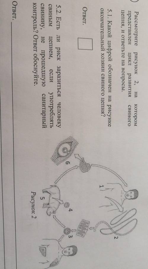 Рассмотрите рисунок 2,на котором представлен цикл развития свиного цепня, и ответьте на вопросы ​