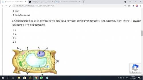 6. Какой цифрой на рисунке обозначен органоид, который регулирует процессы жизнедеятельности клетки