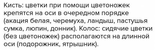 Сравните соцветия кисть и колос. Укажите черты сходства и различия.​