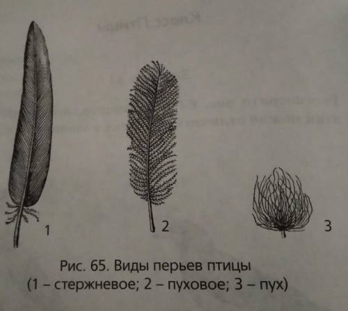 Напишите названия изображененных на этом рисунке видов перьев птицы и назовите признаки их строения.