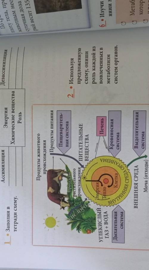 Используя предложенную схему опиши роль каждой из вовлеченных в метаболизме систем органов.​